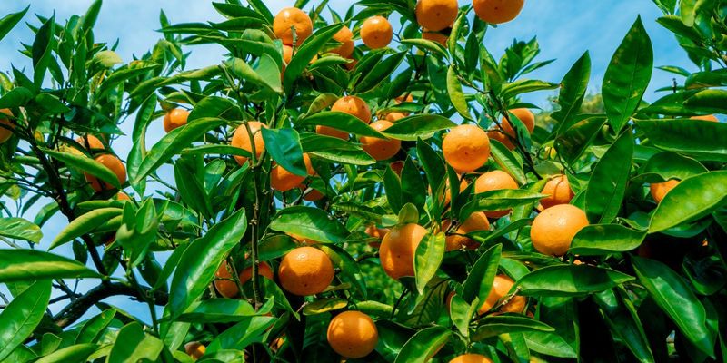 Major Planting Projects Should Be Postponed Major Planting Projects Should Be Postponed