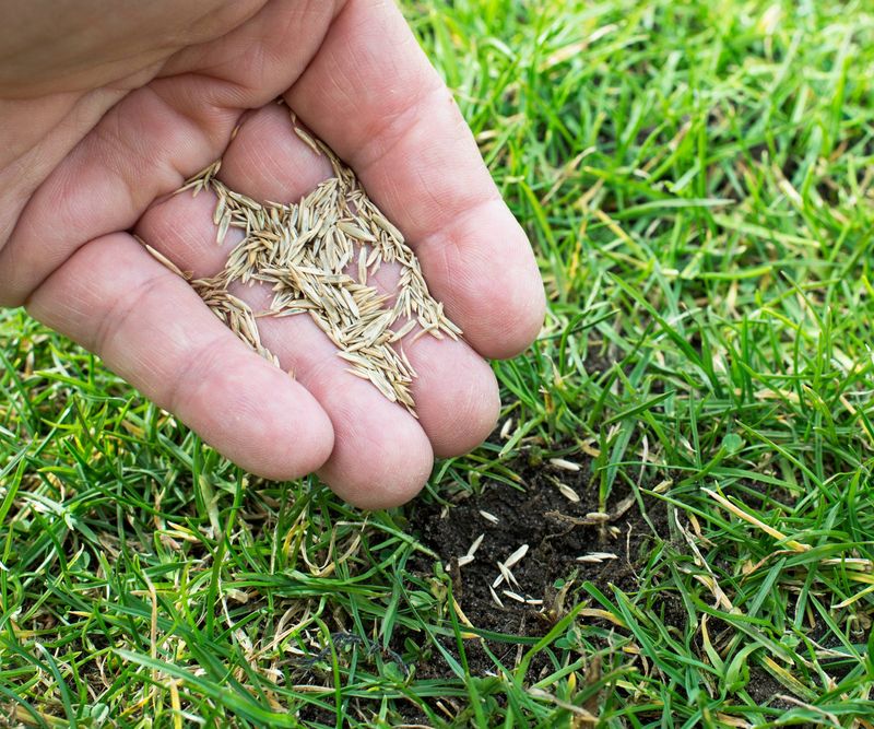 Make Sure Seed Touches Soil Make Sure Seed Touches Soil