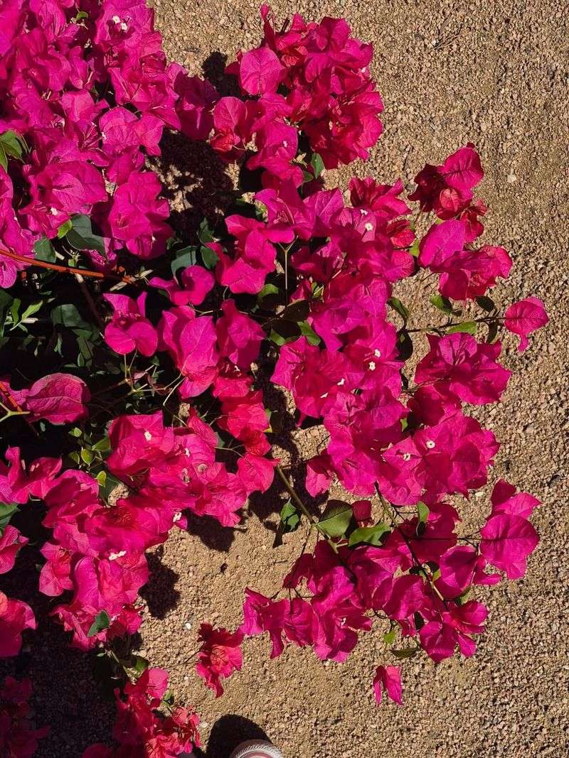 Make Sure The Plant Receives Full Sun Every Day