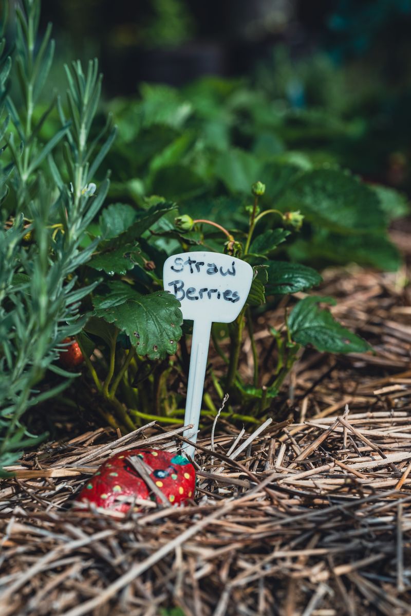 Make Sure To Mulch Around Plants Make Sure To Mulch Around Plants