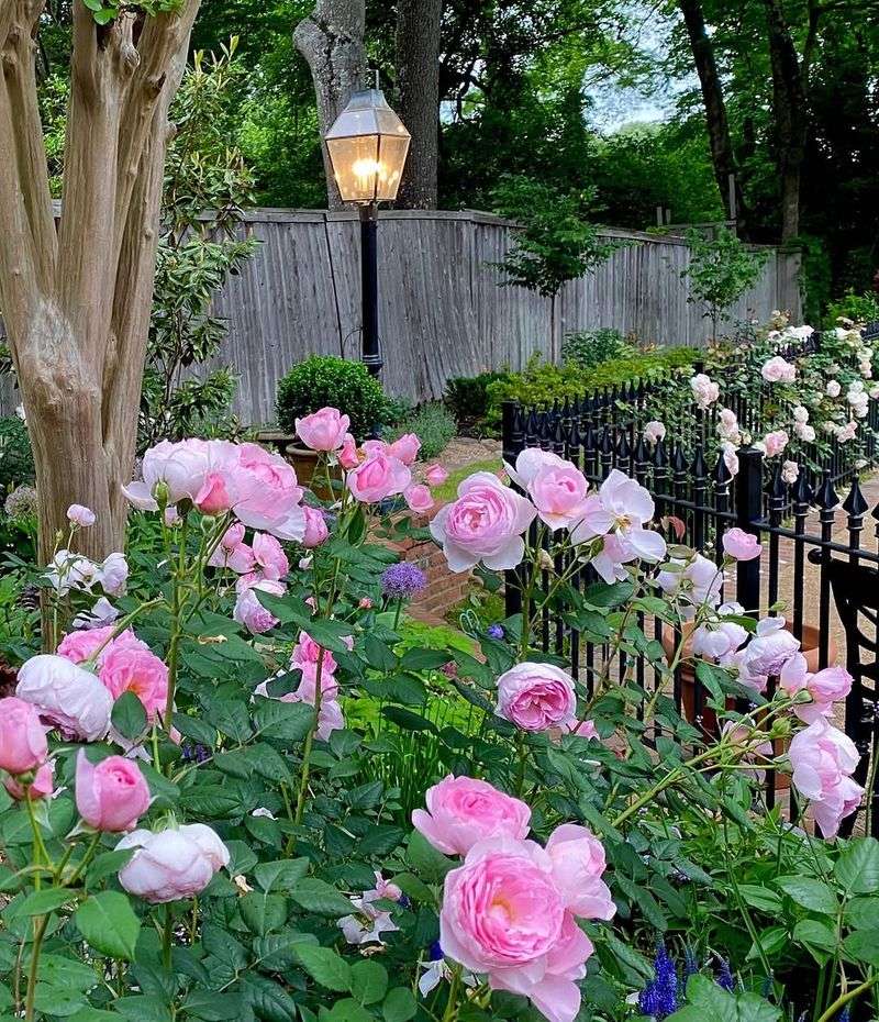 Make The Rose Bed Easy To Inspect Every Week