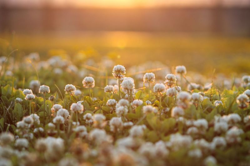 Makes Your Lawn Noticeably Softer Underfoot Makes Your Lawn Noticeably Softer Underfoot