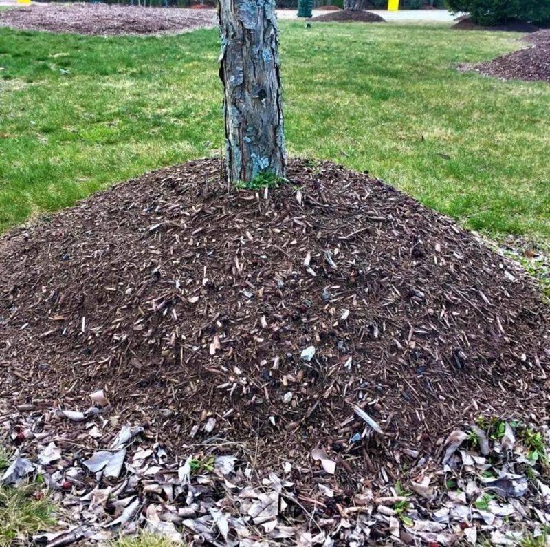 Making Mulch Volcanoes Around Trees