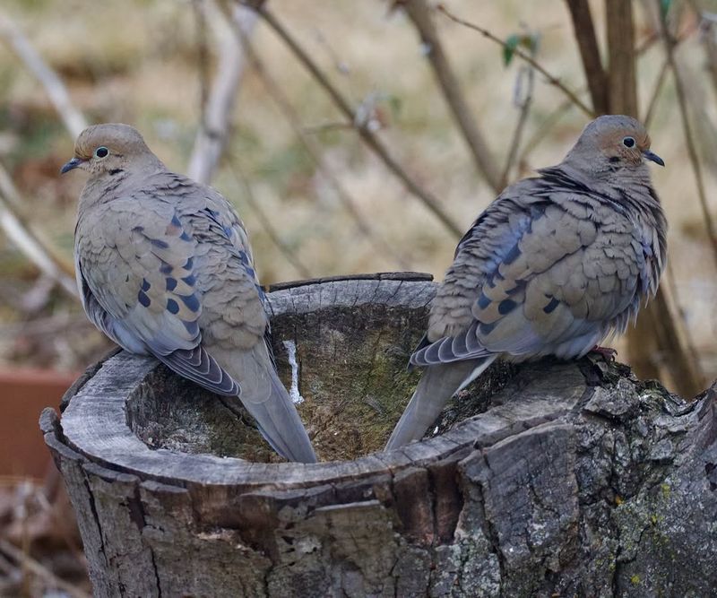 Making Your Illinois Yard More Welcoming To Mourning Doves