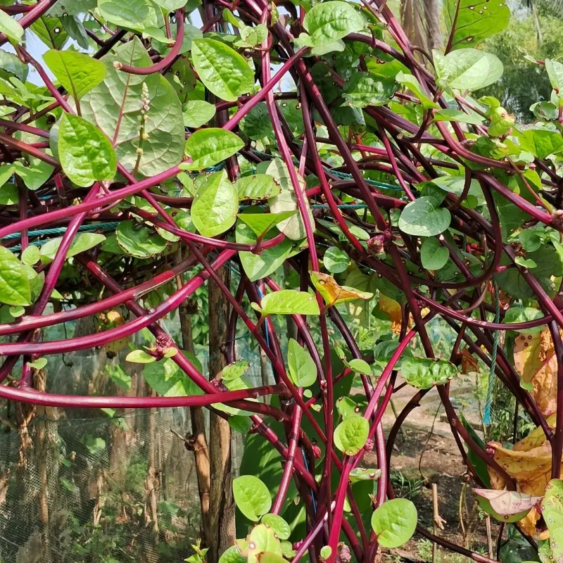 Malabar Spinach (Best For June Heat)