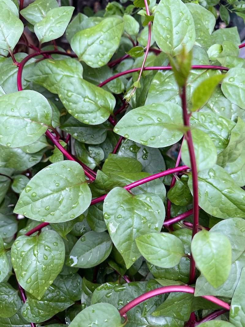 Malabar Spinach Brings Greens When Lettuce Quits Malabar Spinach Brings Greens When Lettuce Quits