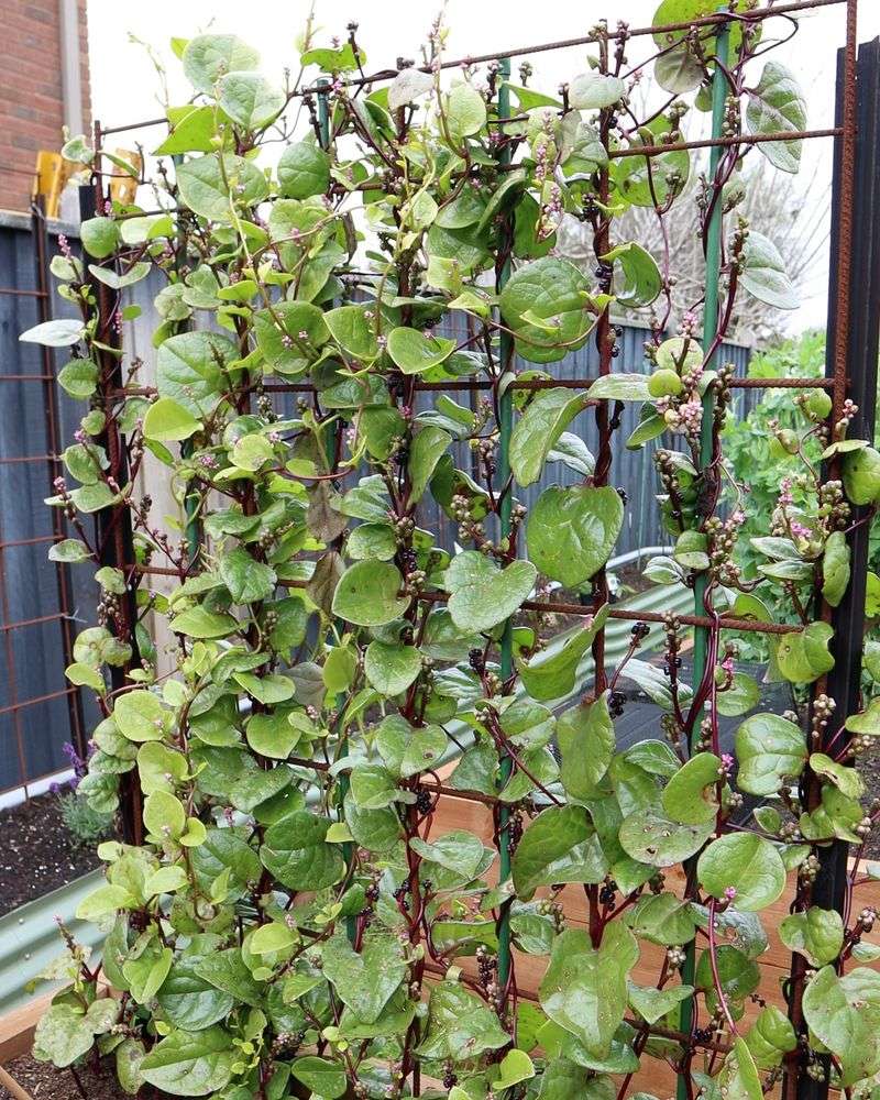 Malabar Spinach Climbs When Summer Greens Fade