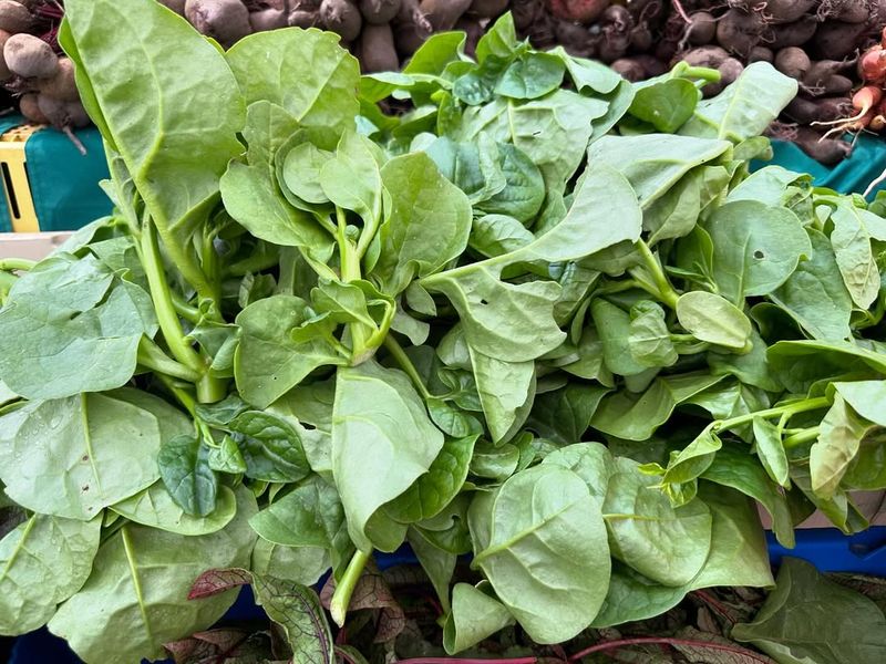 Malabar Spinach Grows Better As Humidity Rises Malabar Spinach Grows Better As Humidity Rises