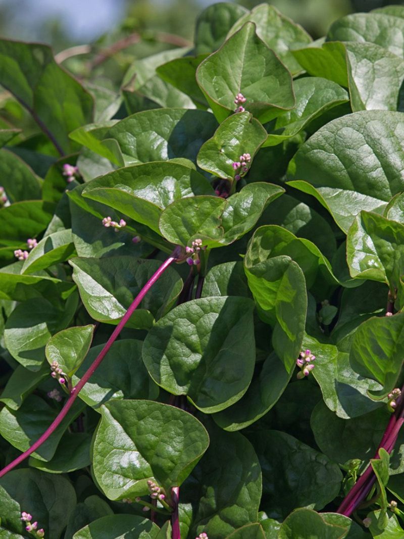 Malabar Spinach Keeps Producing In Summer