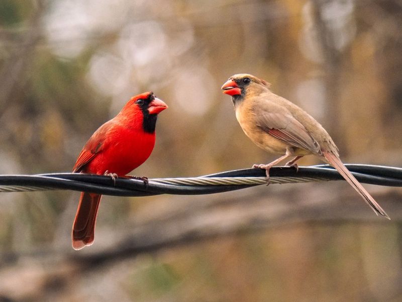 Male And Female Cardinals Visit For Different Behavioral Reasons