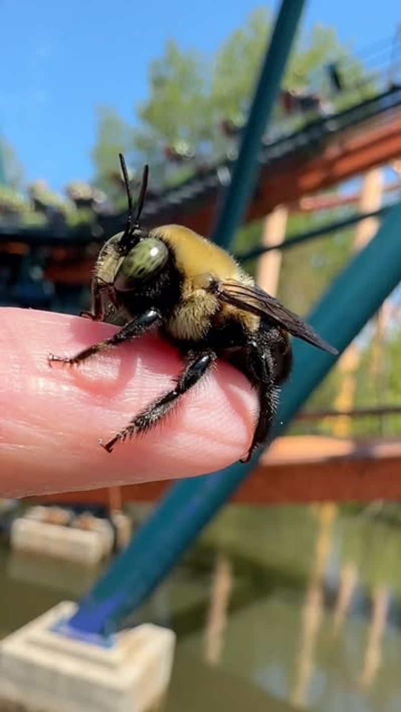 Male Carpenter Bees Often Hover Near People