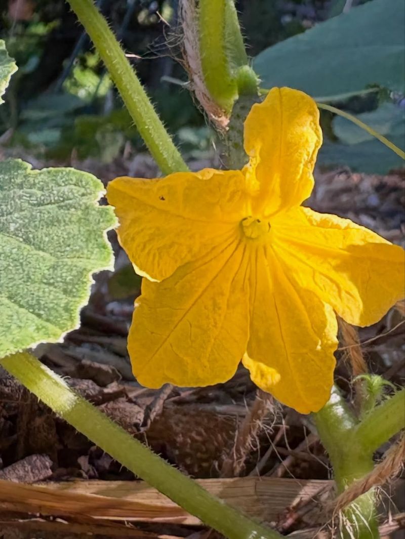 Male Flowers Arrive Before Female Blooms Male Flowers Arrive Before Female Blooms