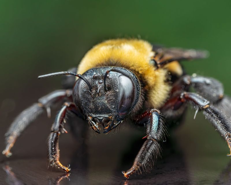Males Are Patrolling And Defending Territory Males Are Patrolling And Defending Territory