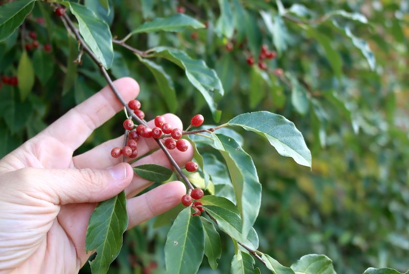 Manage Autumn Olive Where It Crowds Woodland Edges Manage Autumn Olive Where It Crowds Woodland Edges
