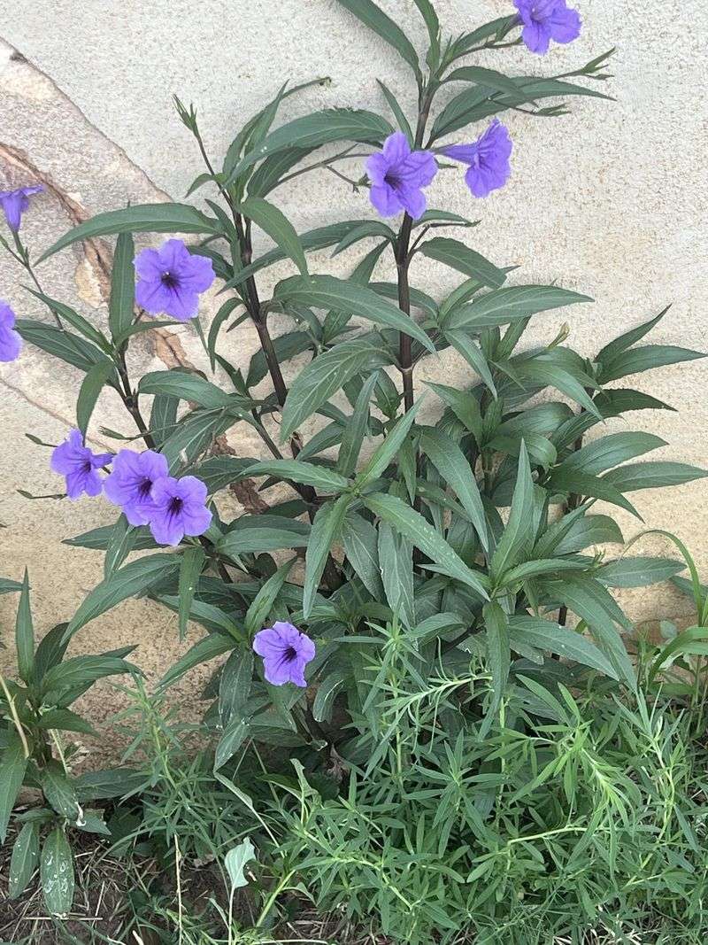 Manage Escaped Clumps Early