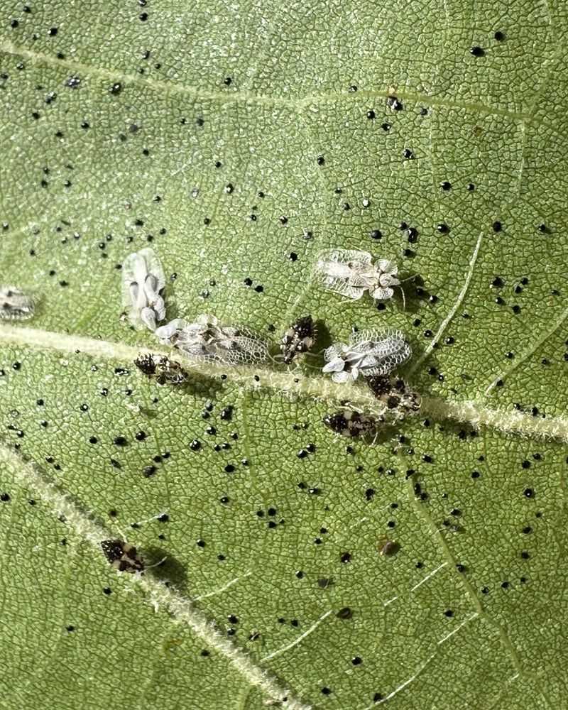 Management Strategies To Protect Your Sycamore Trees