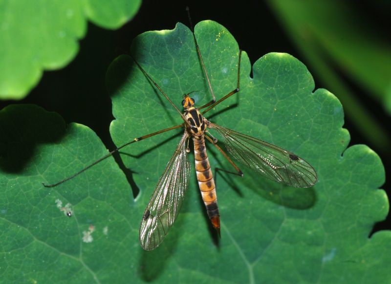 Managing Crane Fly Populations Naturally