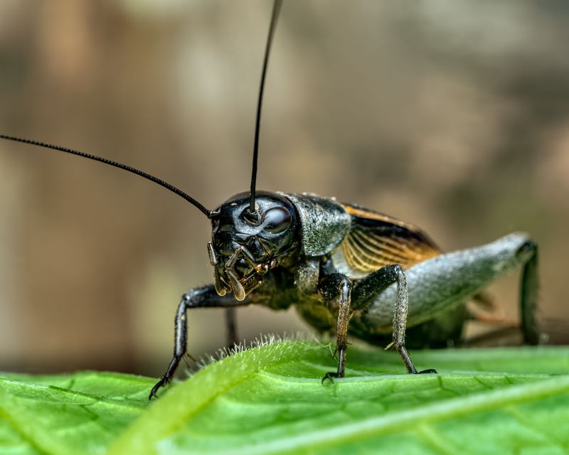 Managing Cricket Activity Around Your Home When Numbers Get Out Of Hand