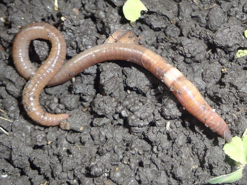 Managing Jumping Worms In Your Garden