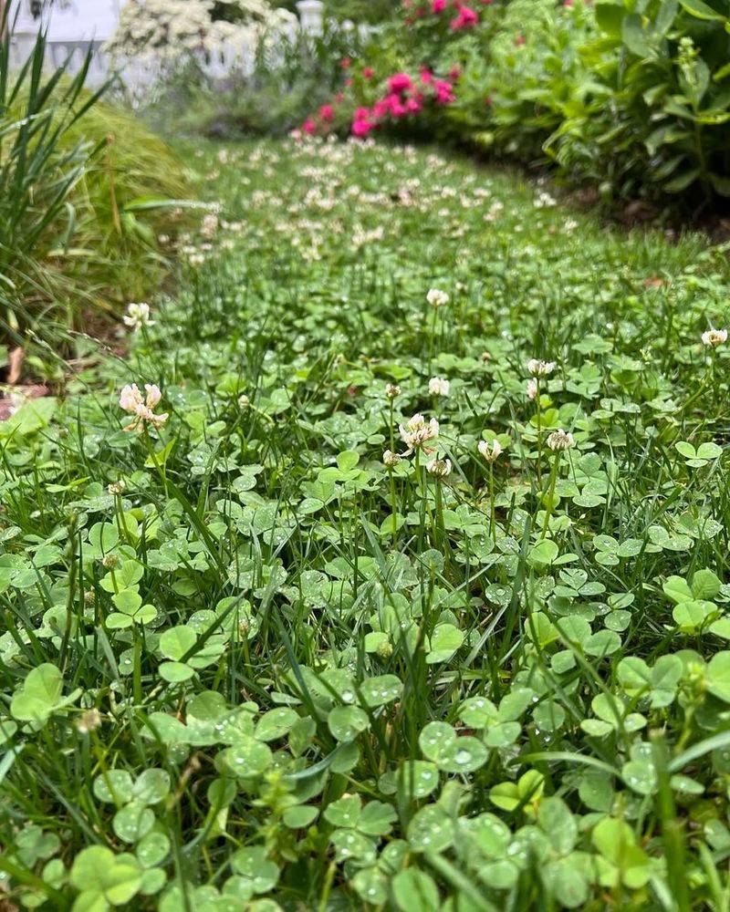 Managing White Clover When You Want More Control Managing White Clover When You Want More Control
