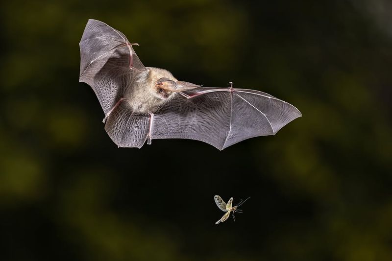 Many California Bats Feed On Moths, Beetles, Flies, And Mosquitoes Many California Bats Feed On Moths, Beetles, Flies, And Mosquitoes