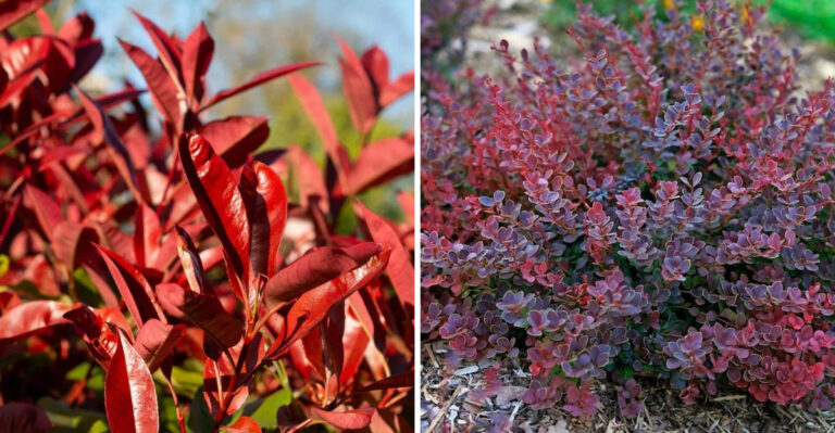 photinia and japanese barberry