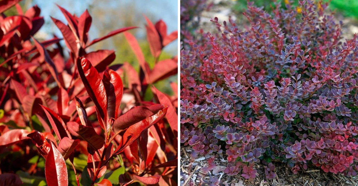 photinia and japanese barberry