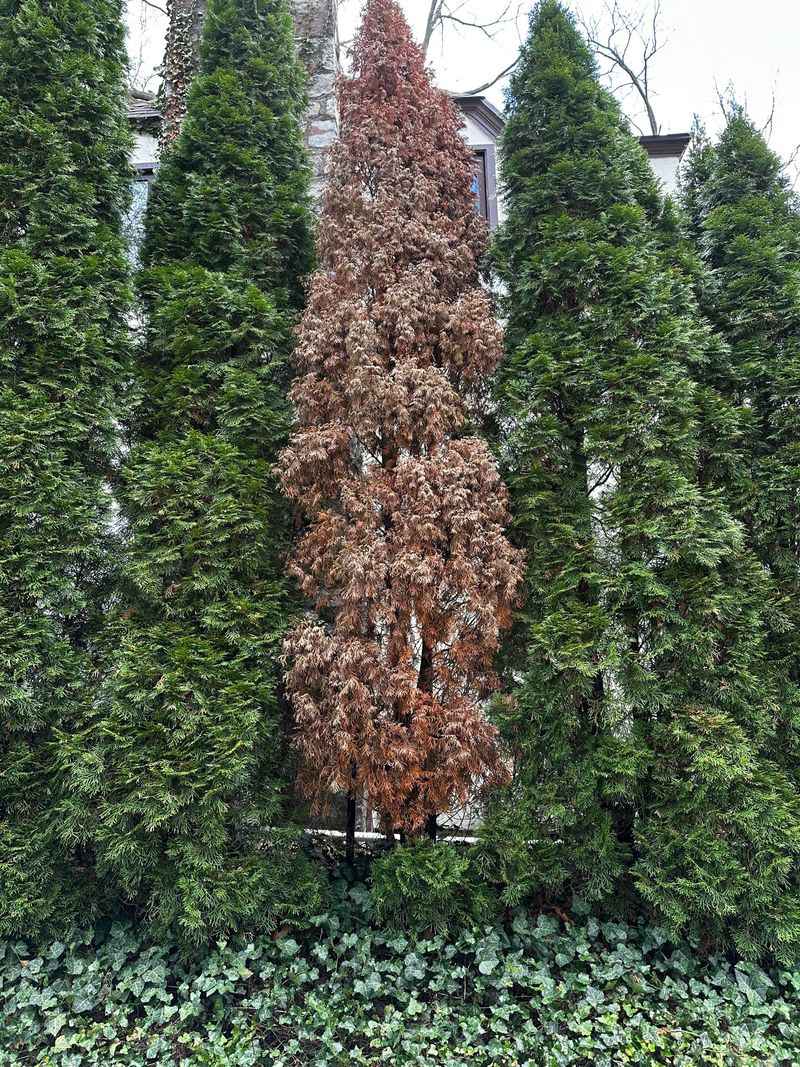 Many Popular Privacy Plants Struggle To Deliver