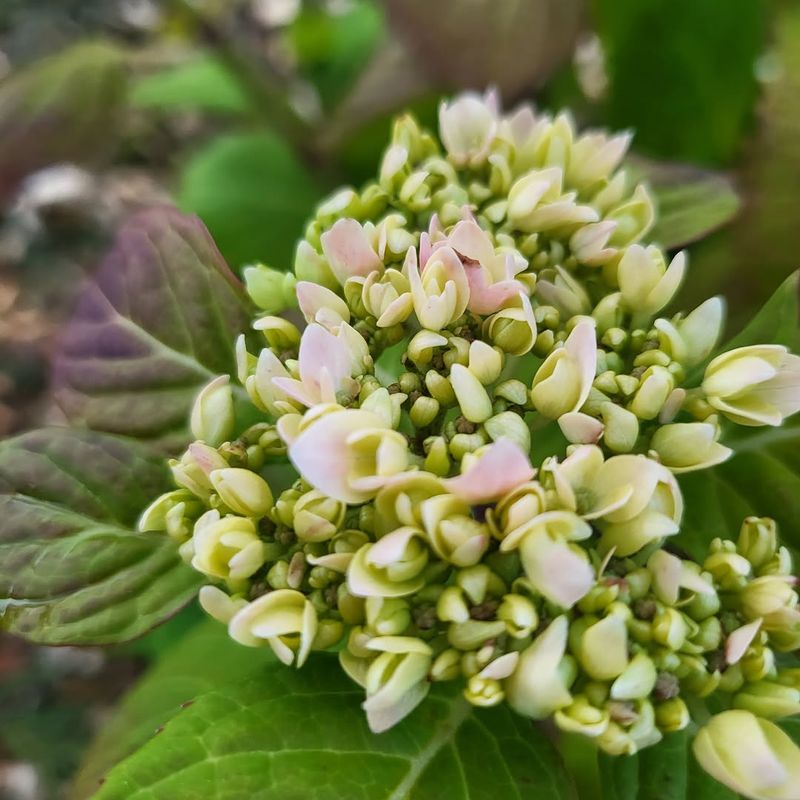 Many Shrubs Begin Setting Future Flower Buds