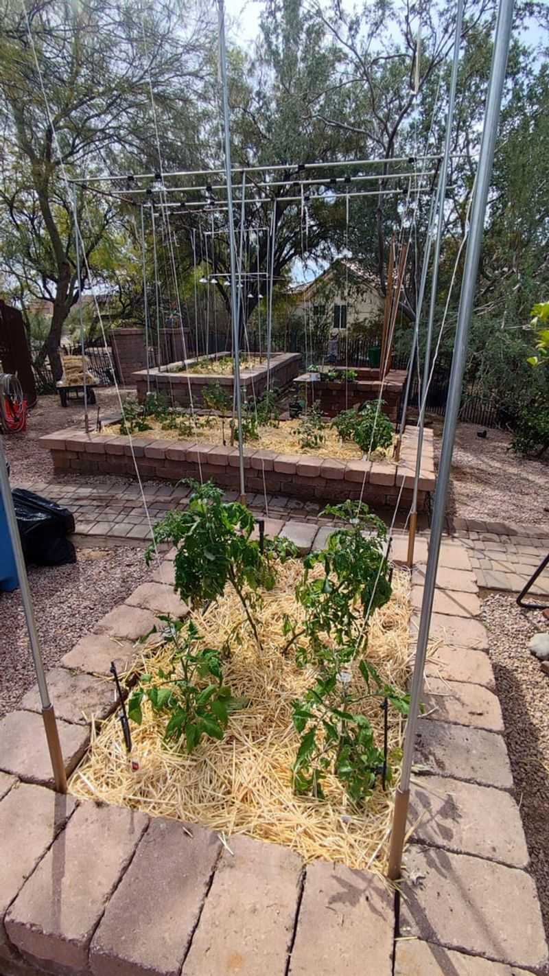 Many Summer Vegetables Cannot Handle Full Afternoon Sun Many Summer Vegetables Cannot Handle Full Afternoon Sun