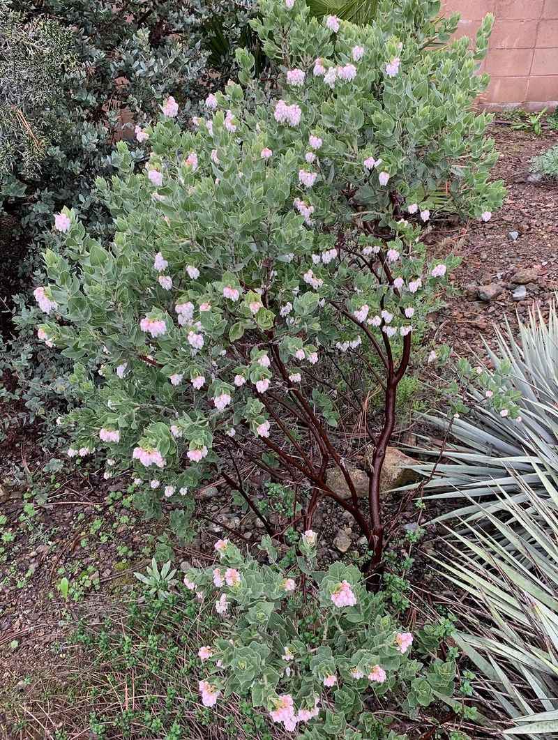 Manzanita