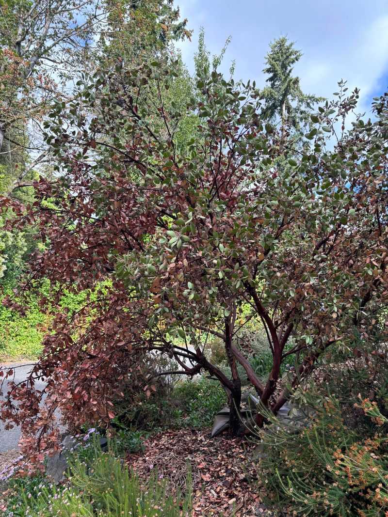Manzanita Can Struggle With Summer Irrigation Manzanita Can Struggle With Summer Irrigation