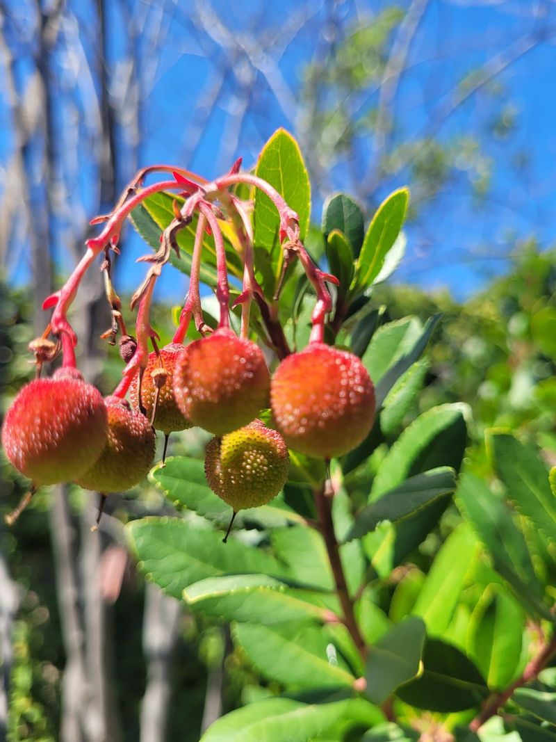 Manzanita Hates Being Babied In Hot Weather