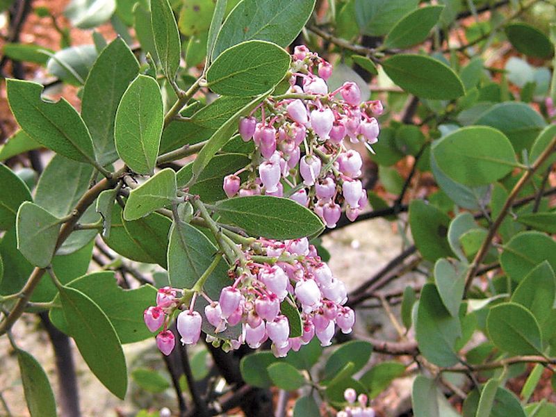 Manzanita Screens Dry Well-Drained Sites Manzanita Screens Dry Well-Drained Sites