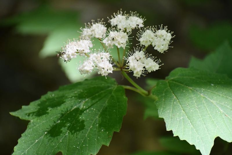 Mapleleaf Viburnum Mapleleaf Viburnum