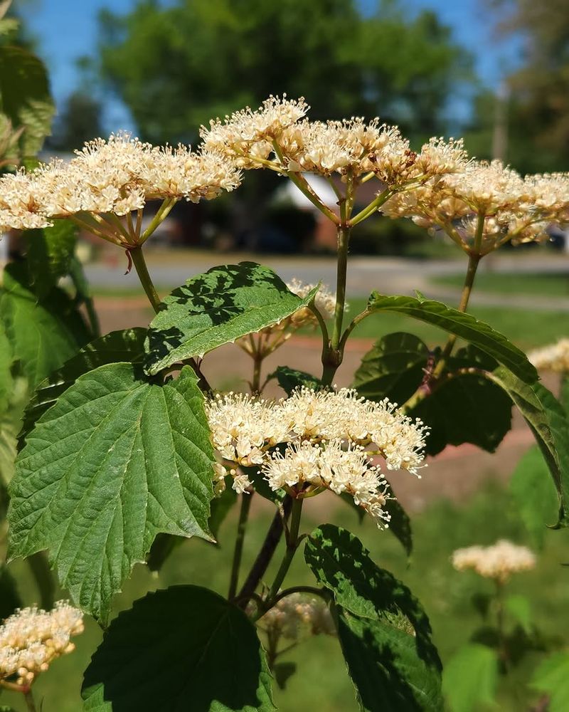 Mapleleaf Viburnum Adds Color And Supports Local Birds Mapleleaf Viburnum Adds Color And Supports Local Birds