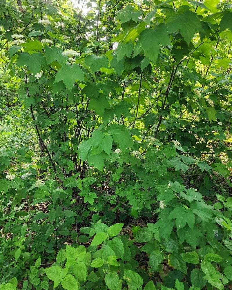 Mapleleaf Viburnum 