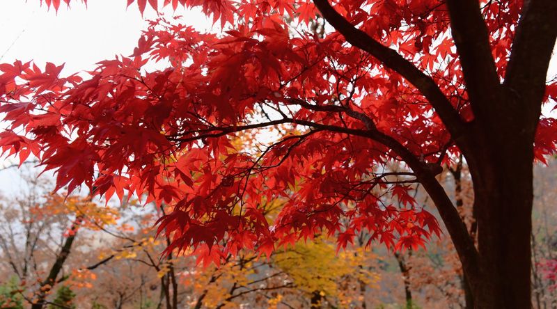 Maples (Acer Spp.) Maples (Acer Spp.)