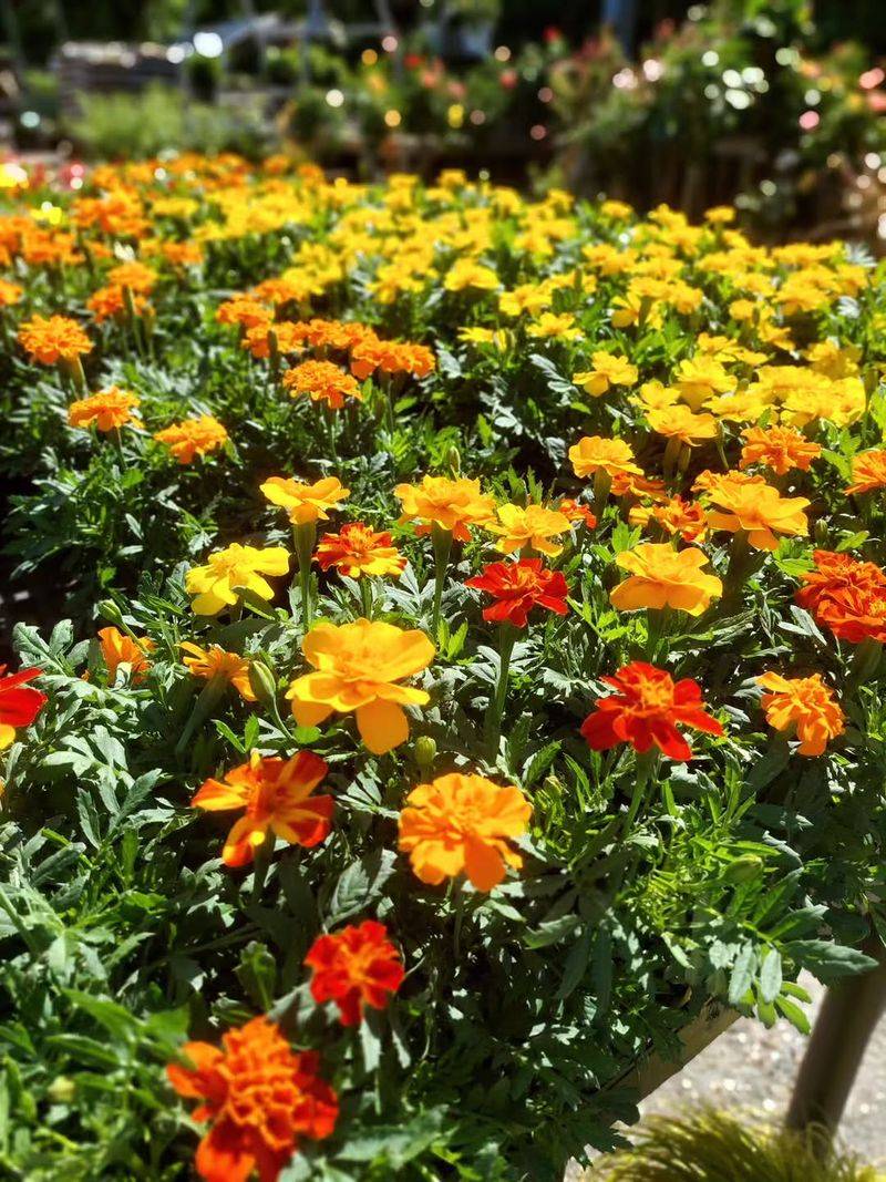 Marigold Marigold