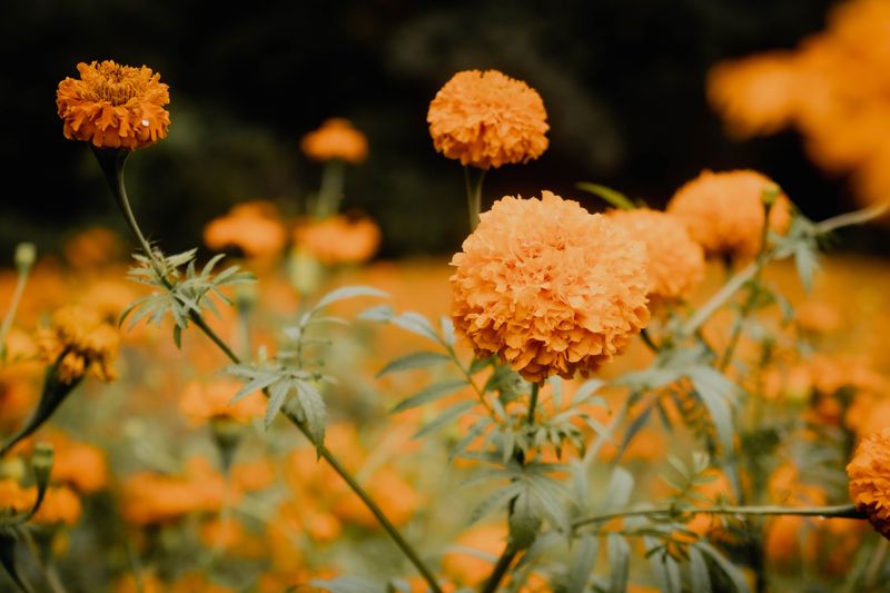 Marigold Marigold
