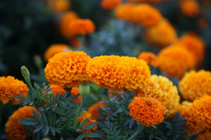 Marigold Marigold