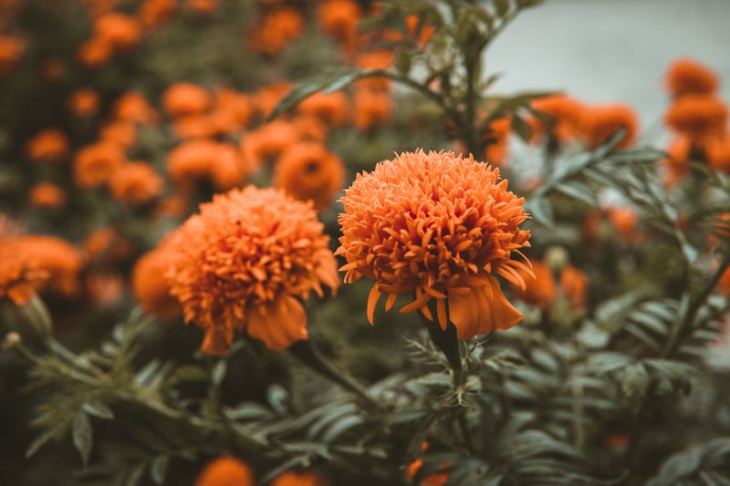 Marigolds Marigolds