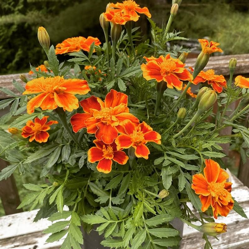 Marigolds Add Bright Color Without Dense Hiding Spots Marigolds Add Bright Color Without Dense Hiding Spots