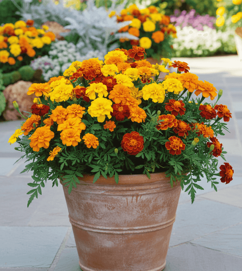 Marigolds Add Bright Color Without Hiding Spots Marigolds Add Bright Color Without Hiding Spots