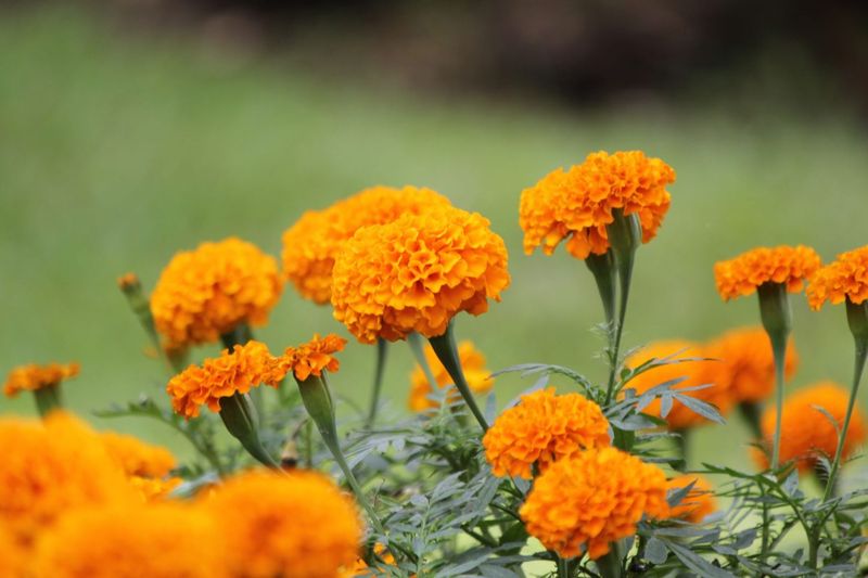 Marigolds Benefit From Simple July Cleanup