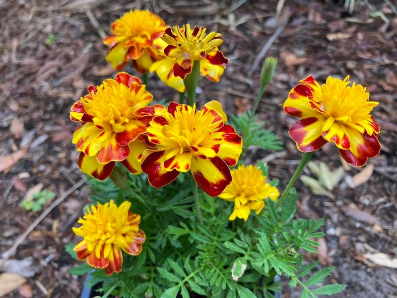 Marigolds Brighten Tree Edges While Keeping Beds Easy To Inspect Marigolds Brighten Tree Edges While Keeping Beds Easy To Inspect