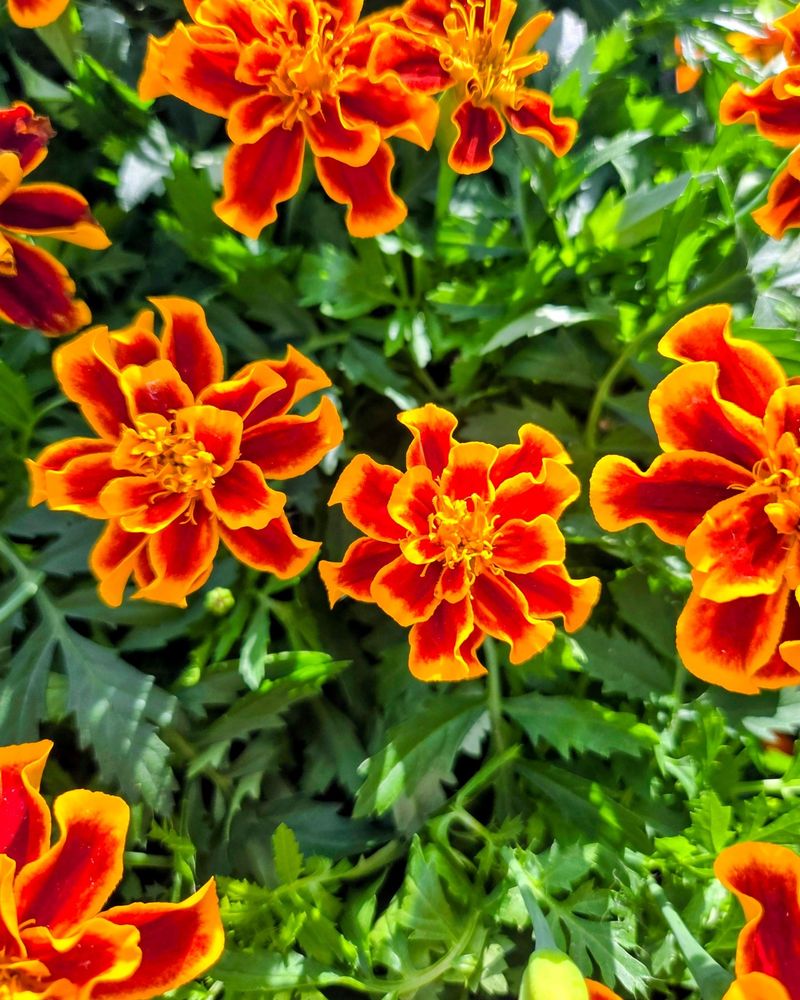 Marigolds Bring Bright Color To Patio Borders Marigolds Bring Bright Color To Patio Borders