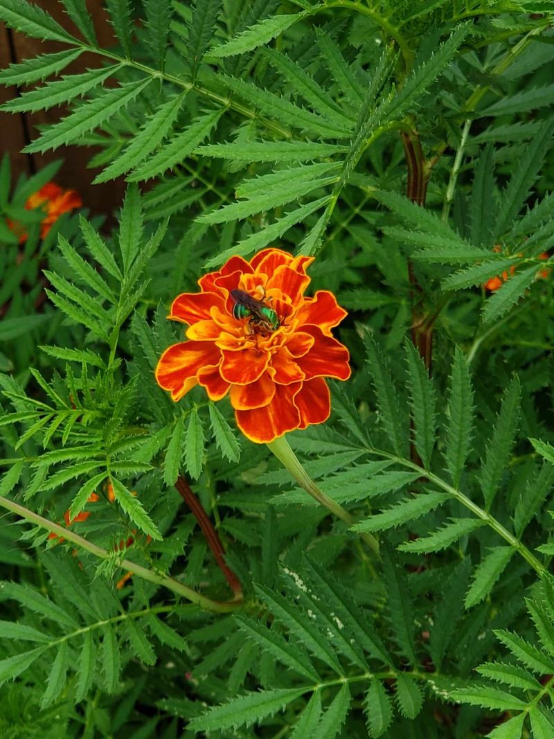 Marigolds Bring Quick Summer Color Marigolds Bring Quick Summer Color