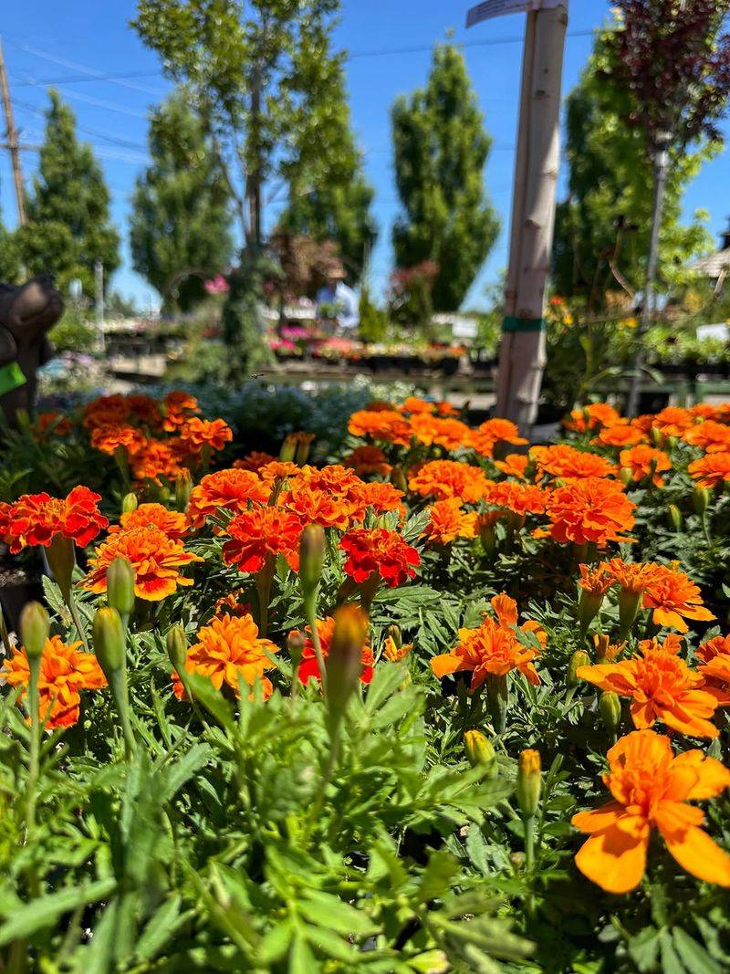 Marigolds Handle Heat With Steady Blooms