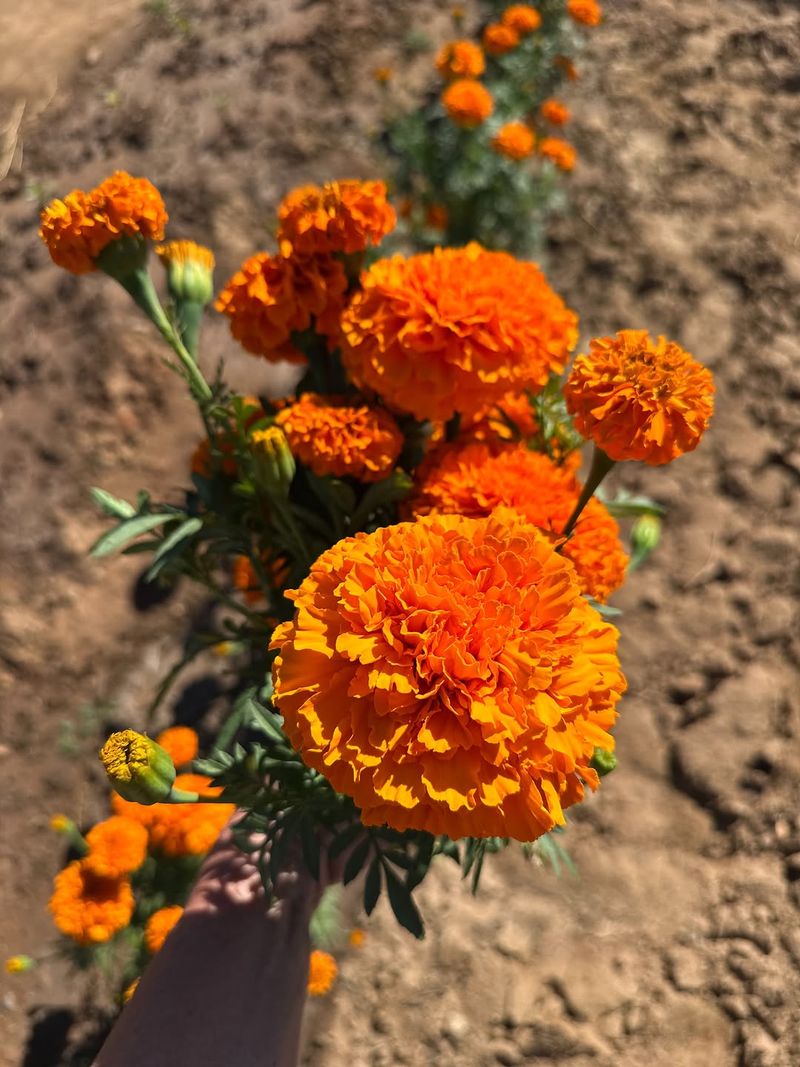 Marigolds Produce A Strong Garden Scent Marigolds Produce A Strong Garden Scent